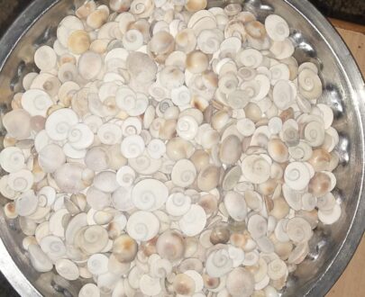 கோமதி சக்கரம் - Gomathi Chakra 1pcs