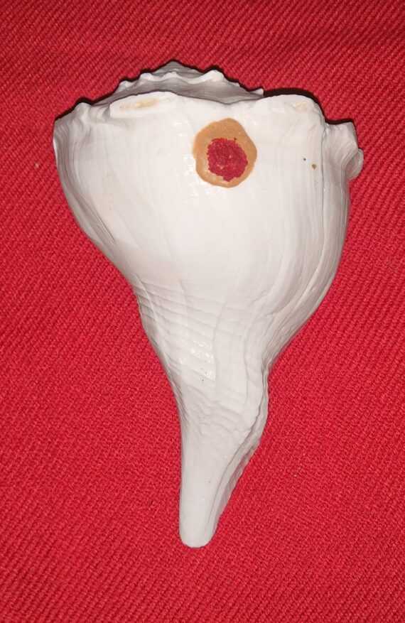 வலம்புரி சங்கு பெரியது / valaburisangu big size
