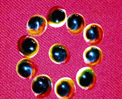 Peacock Eye Gomati Chakra