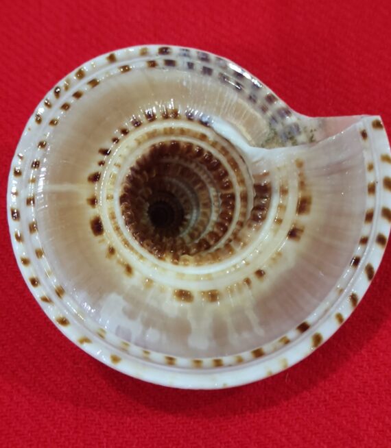 Sudarshan Sangu Chakra