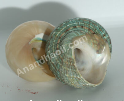 Green shell conch - பச்சை கூடு சங்கு