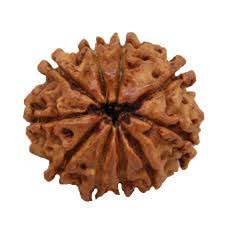 Rudraksha 8 face - Rudraksha 9 face - 9 முக ருத்ராட்சம்8 முக ருத்ராட்சம்