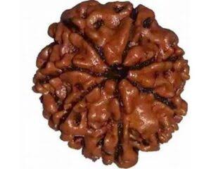 Rudraksha 6 face - 6 முக ருத்ராட்சம்