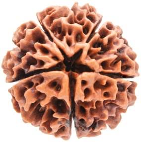 Rudraksha 5 face - 5 முக ருத்ராட்சம்