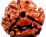 Rudraksha 3 face - 3 முக ருத்ராட்சம்