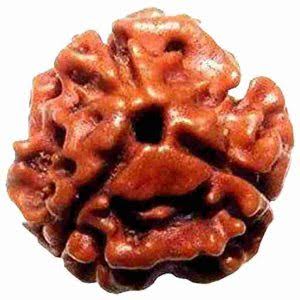 Rudraksha 3 face - 3 முக ருத்ராட்சம்