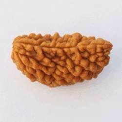 Rudraksha 1 face /1 முக ருத்ராட்சம்