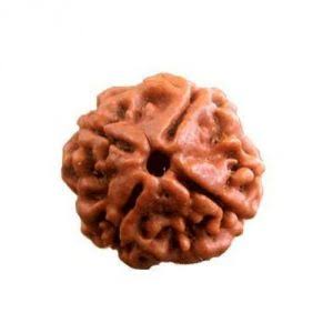 Rudraksha 4 face - 4 முக ருத்ராட்சம்